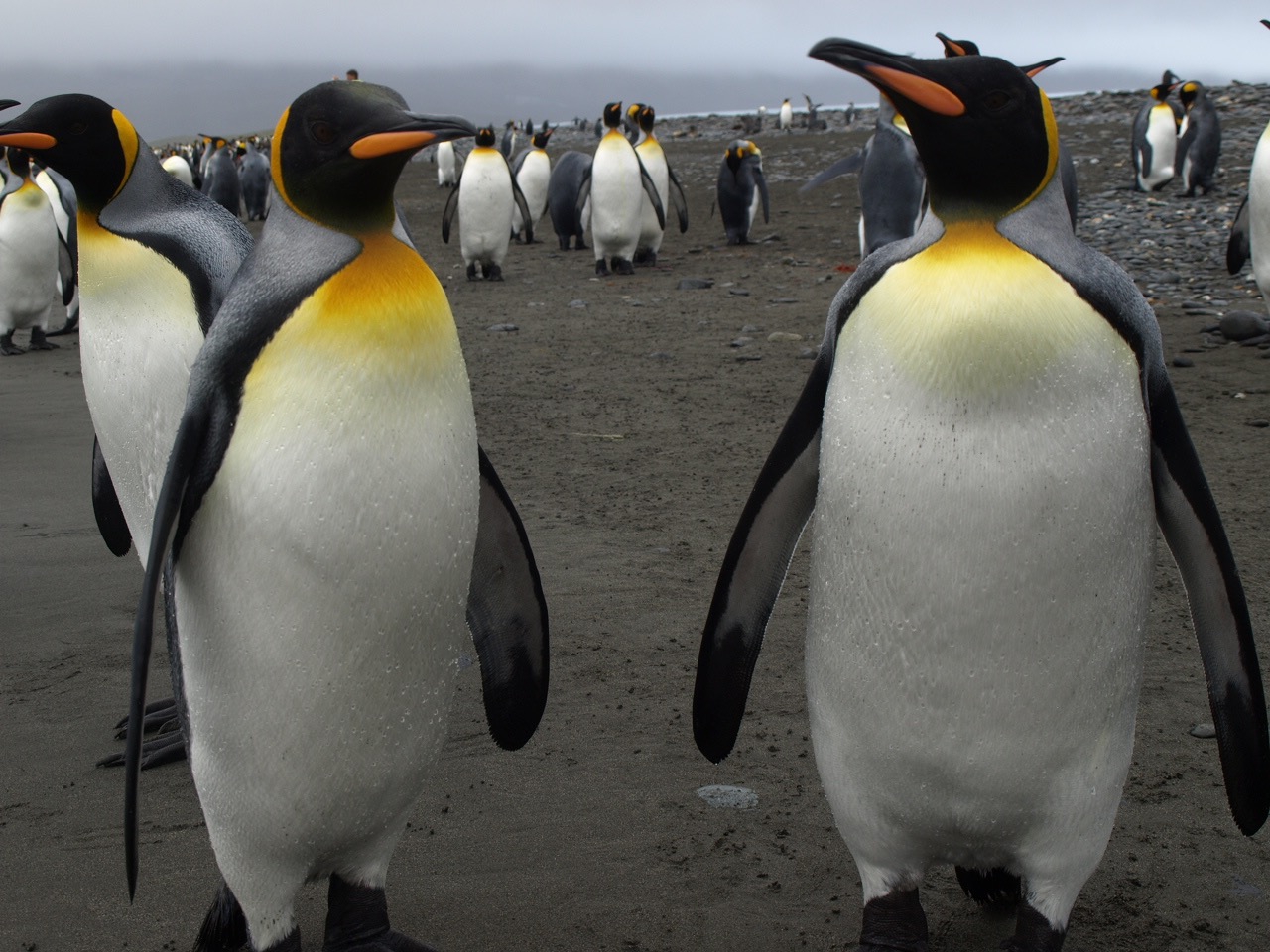 Королевские пингвины на Южной Джорджии. Суб-Антарктические острова